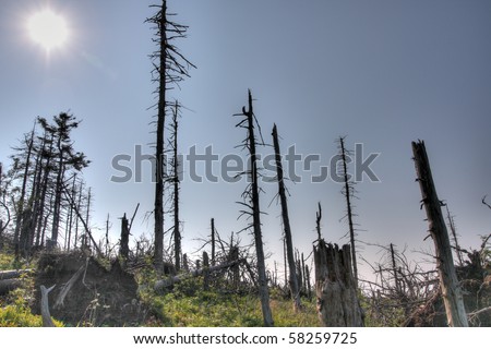 View of dead mountain wood - forest with dry trees