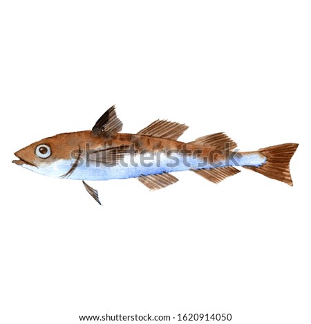 watercolor drawing pollock, fish, isolated at white background hand drawn illustration