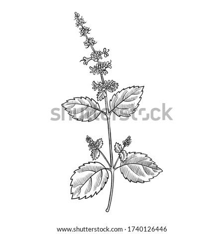 Weed Plant Drawing | Free download on ClipArtMag