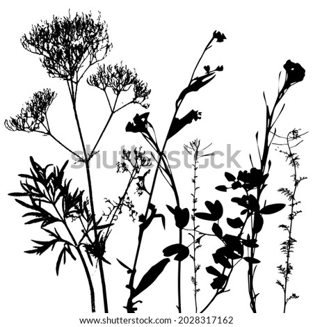 Similar – Image, Stock Photo Hogweed plants field monochrome