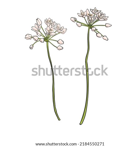 flower of neapolitan garlic, Allium neapolitanum, vector drawing wild plant isolated at white background , hand drawn botanical illustration