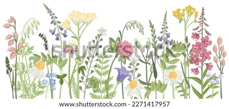 field flowers, vector drawing wild flowering plants at white background, floral elements, hand drawn botanical illustration