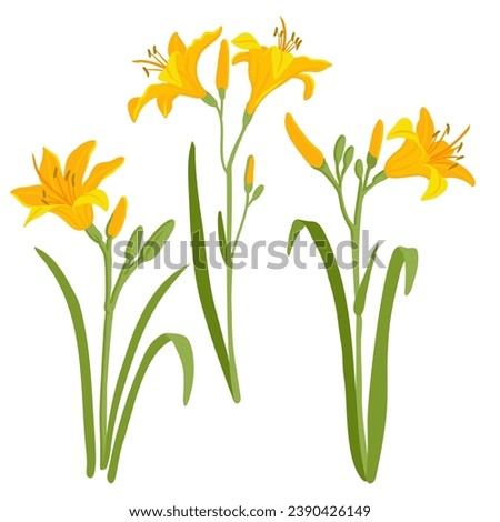 Similar – Image, Stock Photo Yellow flowers of Daylily also known as Hemerocallis sp.