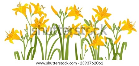 Similar – Image, Stock Photo Yellow flowers of Daylily also known as Hemerocallis sp.