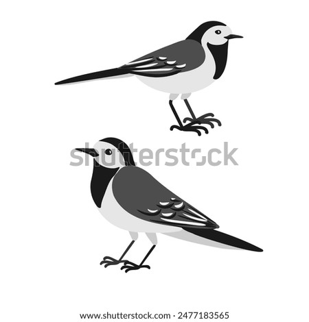 vector drawing birds, hand drawn white wagtail, Motacilla alba , isolated nature design elements