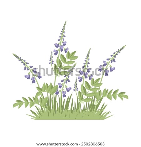 goat's-rue, galega, Italian fitch, field flowers and green grass, vector drawing wild plants at white background, floral elements, hand drawn botanical illustration