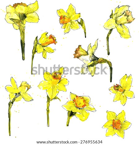yellow flowers of narcissus, drawn by watercolor, isolated yellow flowers of daffodils, hand drawn design elements