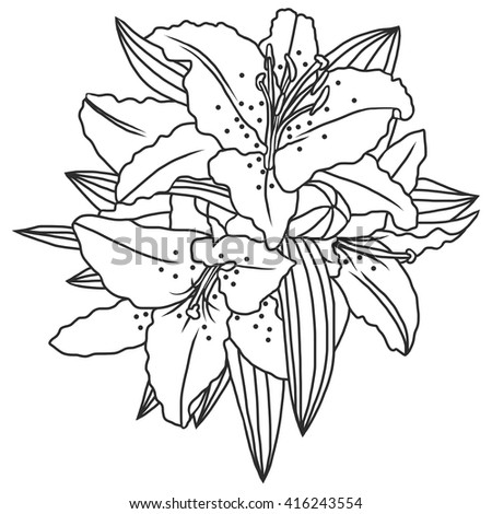 Line Drawing Lily Flowers And Leaves, Hand Drawn Vector Illustration ...