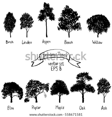 vector set of deciduous trees, hand drawn isolated natural elements, black silhouettes