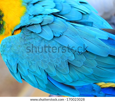 Colorful feathers, parrot macaw feathers background
