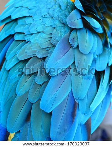 Colorful feathers, Harlequin Macaw feathers background