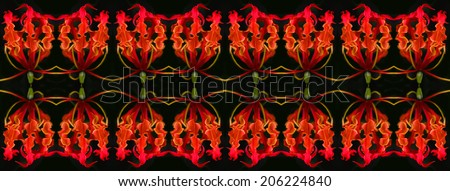 Flame lily flower