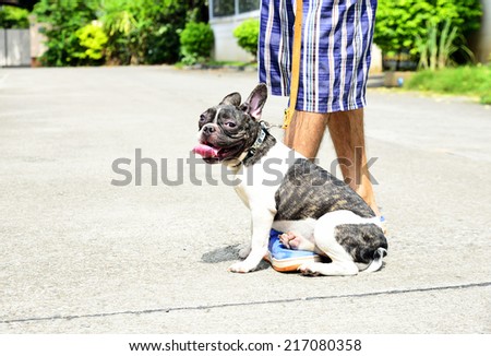 Man with his dog  (French Bulldog)  in the street