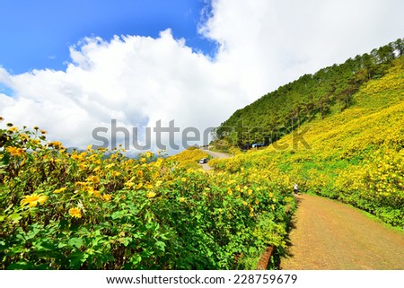 The road on  the mountain  with Mexican Sunflower Weed Field in north of Thailand.