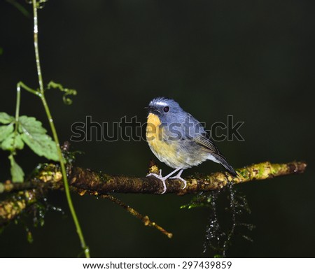 Snowy-browed flycatcher (ficedula hyperythra) fat blue bird rest on log
