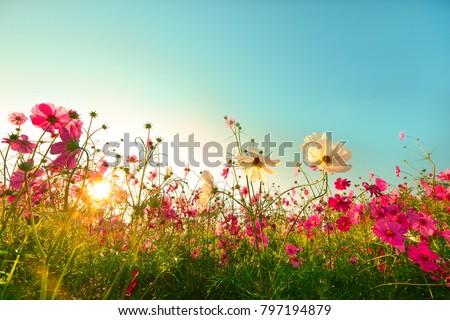 Similar – Image, Stock Photo Colourful flower meadow in the basic colour green
with various wild flowers.