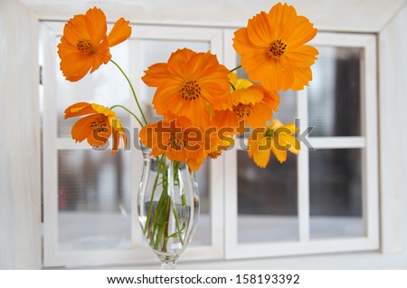 The yellow flower cosmos with window side