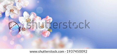 Blossom tree over nature background with butterfly. Spring flowers. Spring background. Blurred concept.