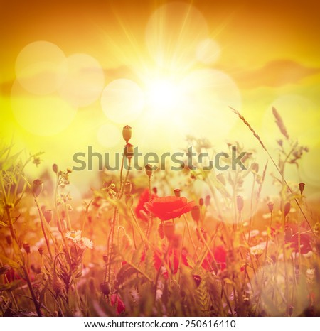 poppy flower in the meadow
