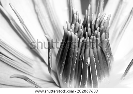 Close up with yellow stamens of the lotus flower , Black & White