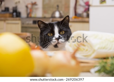 cat looking at the table with food in the kitchen