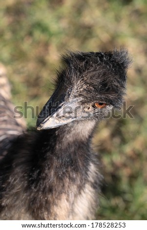 Closeup portrait of emu head on blur background