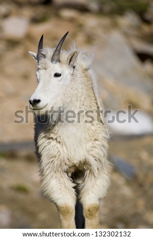 Mountain Goat Two. A resident goat soaks up the sun on a warm summer morning in Colorado.