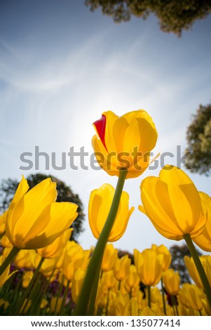 yellow tulip in sunshine