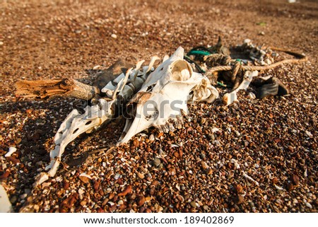 Animal bones on the beach.