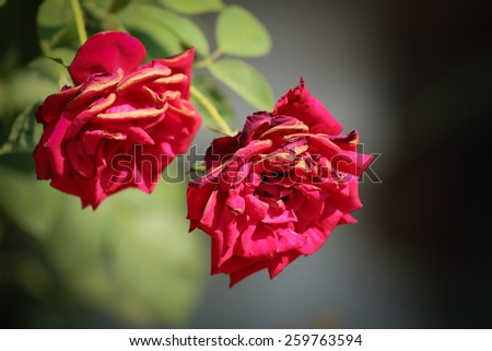 wilted roses on branch background.