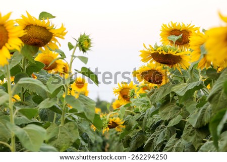 Sunflower field Sunflower  on field.