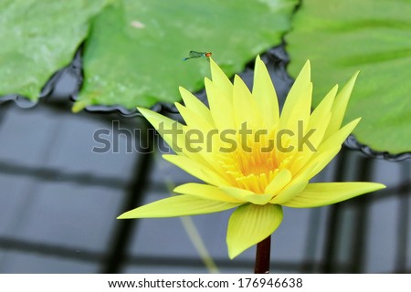 A yellow lotus in a basin