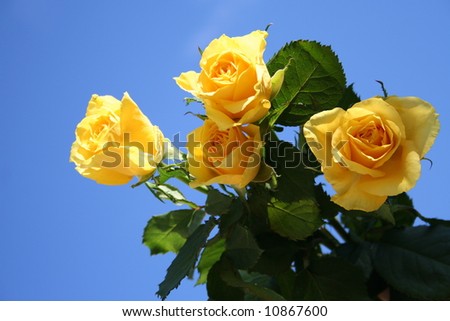 Yellow roses - blue sky