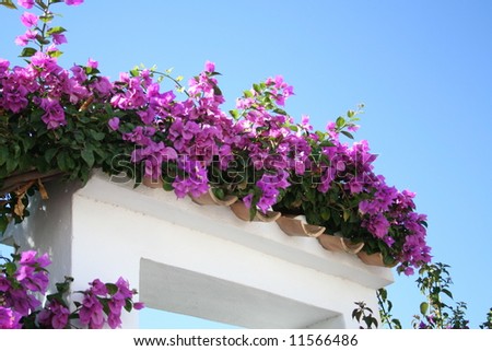 Bougainvillea Growing In Spain Stock Photo 11566486 : Shutterstock