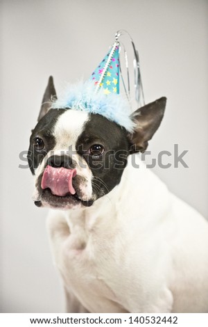 A Boston Terrier dog licks lips while wearing a birthday hat