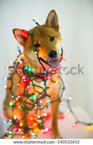 Similar – Image, Stock Photo Dog in the light Sunlight