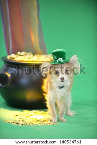A long-haired chihuahua dog sits by pot of gold at the end of the rainbow