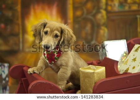 A puppy poses in a sleigh full of presents