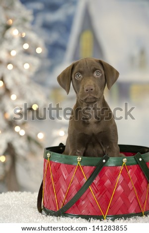 A chocolate lab puppy in a basket inspired by the Little Drummer Boy
