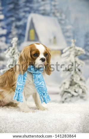A Cavalier King Charles dog wearing a blue scarf sits in a winter scene