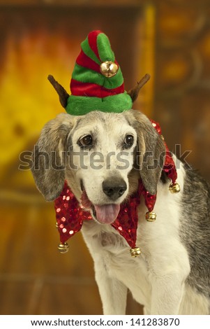A dog sitting in front of fireplace wears a jester collar and elf hat