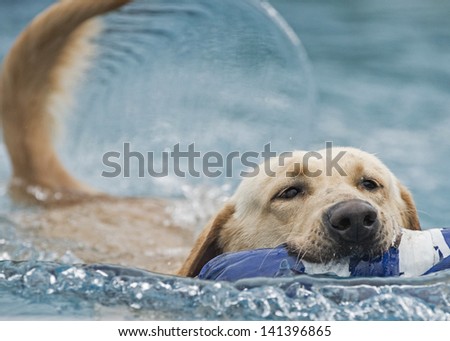 A happy, swimming athletic dog carries a toy in its mouth; its tail creates a beautiful arc formation of water as it swims