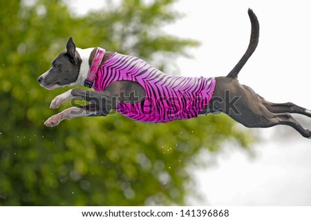 A pit bull dog leaps like a bullet into a pool of water (below, out of frame); beautiful jumping form on this dog!