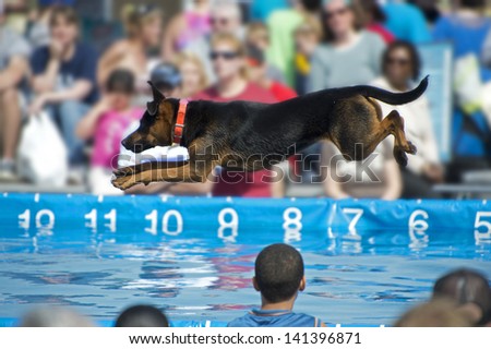 A dog jumps off a dock during a canine aquatics competition; full stands of onlookers watch as dogs compete to jump the farthest