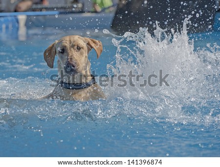 A sporting dog lands in the pool and searches for the toy, creates beautiful splash in the process