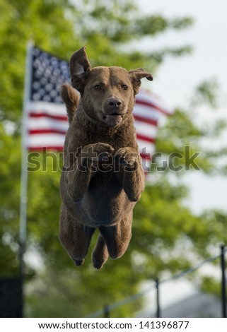 A Chesapeake Bay Retriever dog jumps into a pool of water (not seen); framed by the American flag