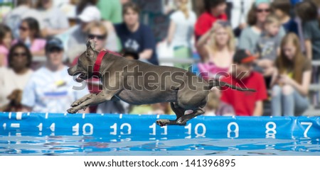 A dog jumps off a dock during a canine aquatics competition; full stands of onlookers watch as dogs compete to jump the farthest