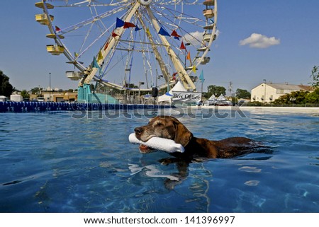 An elderly dog retrieves a toy in a large swimming pool at a fair grounds, Ferris wheel in background