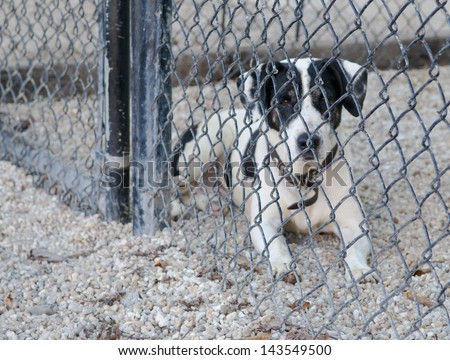 Various dogs in animal shelters, waiting to be adopted and with pathetic, sad expressions