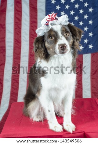 A toy Australian shepherd dog wears a Betsy Ross-inspired bonnet in front of American flag backdrop, patriotic scene